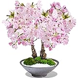 盆栽妙 桜盆栽 桜の2本立ち さかずきの器 鉢植え 花 フラワーギフト 観葉植物