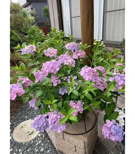 Amazon.co.jp: ガクアジサイの苗（抜き苗）紫陽花 1苗 : DIY・工具