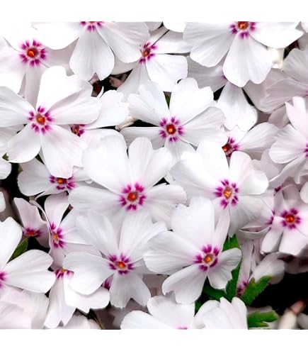 Amazon.co.jp: クリスマスローズ 発芽苗 桜利休かすり 1苗 : DIY・工具