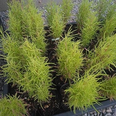 Amazon.co.jp 最新リリース: 園芸用種・苗 の新着ランキングです。