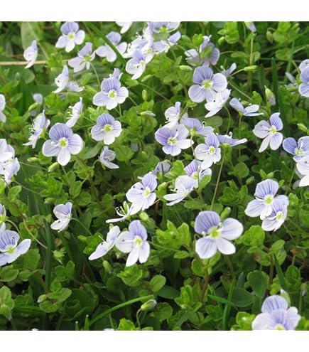 最終特価　現物　豪華株　メディニラ　マグニフィカ　フラメンコ　花芽５本 Amazon.co.jp: 豪華株 メディニラ マグニフィカ フラメンコ 花芽5本