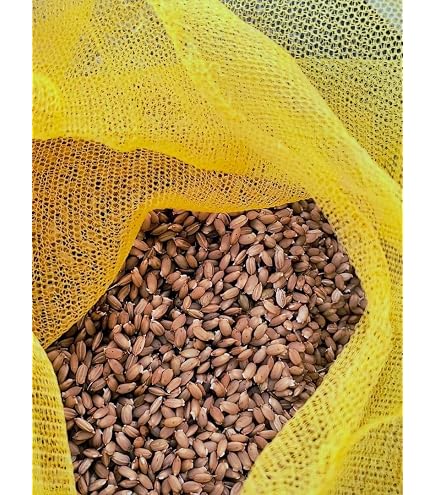 にじのきらめき種籾8kg 消毒済み Amazon | 令和元年富山県産「にじのきらめき」 種籾 2kg | 野菜