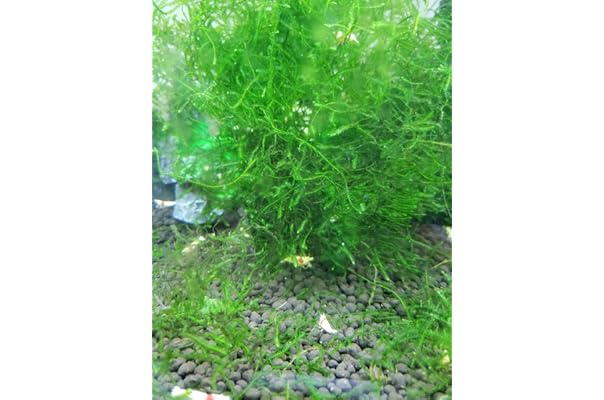 水草 ジャイアント南米ウィローモス スクリューバリスネリア 水中葉 １セット 大幅値下げランキング