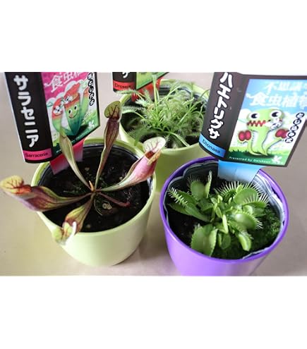 Amazon.co.jp: 食虫植物 ハエトリソウ G14 9cmポット ハエトリグサ