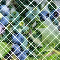 Amazon Co Jp 売れ筋ランキング 防鳥 防獣ネット の中で最も人気のある商品です