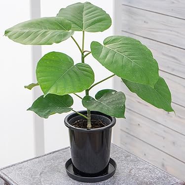その他観葉植物 acetedyamada N PLANTS ORIGINAL HYBRID 007 ］8 | N PLANTS