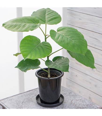 観葉植物　ウンベラータ ウンベラータ 全高100cm 8号鉢 観葉植物 フィカス・ウンベラータ