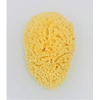 Amazon | ギリシャ産 天然海綿スポンジ 14cm ボディスポンジ | ボディ