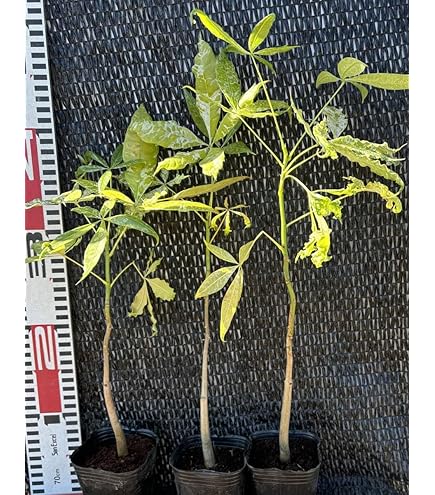 泰山木　２本苗 Amazon｜泰山木 2本苗｜観葉植物 オンライン通販