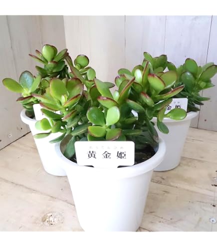 Amazon｜（多肉植物）クラッスラ 花月（金のなる木） 7号（1鉢
