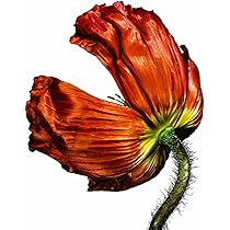 Amazon.co.jp: ディスコ 5 - ペット・ショップ・ボーイズ (特典なし