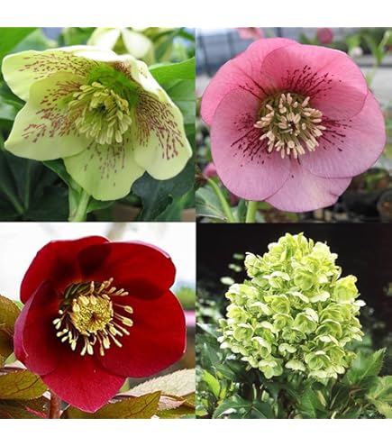 Amazon.co.jp: 予約販売 斑入りクリスマスローズ スノーフィーバー 5号