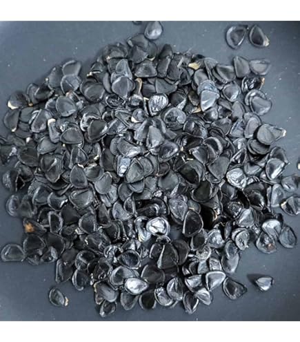 Amazon.co.jp: アガベ フェロックス錦 モンタナ パリートラン