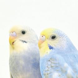 鳥の人気壁紙画像 セキセイインコ
