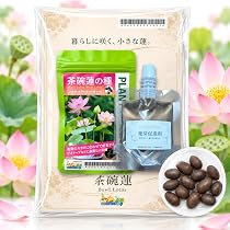 Amazon｜（水草の種） 茶碗蓮の種【発芽処理済み／削り不要】花色MIX