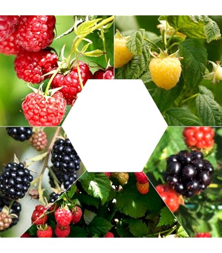 Amazon.co.jp: 初出品 希少 台湾黄金果 大実品種 アビウ苗木 : DIY