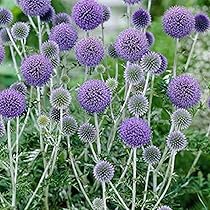 パンパスグラスとアナベルのブルーなフライングリース　エリンジウム　ルリタマアザミ パンパスグラスとアナベルのブルーなフライングリース エリンジウム