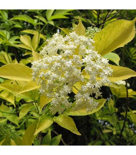 Amazon｜徳之島産キャッサバ苗挿木用苗20本いり｜観葉植物 オンライン通販