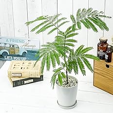 Amazon Co Jp 観葉植物 エバーフレッシュ 4号鉢 受け皿付き 育て方説明書付き Cojoba Arborea Var Angustifolia ネムノキ Diy 工具 ガーデン Amazon Co Jp 観葉植物 エバーフレッシュ 4号鉢 受け皿付き 育て方説明書付き Cojoba Arborea Var Angustifolia ネムノキ Diy 工具 ガーデン