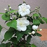 梅花ウツギ 5号苗【品種で選べる花木苗/1個売り】学名：Philadelphus satsumi/耐寒性低木 落葉樹●よく伸びる枝に一重の白花を付け、初夏の庭に良い香りを漂わせます。花後伸びる新枝の剪定次第で樹形も自在に調整できます。【※落葉花木です