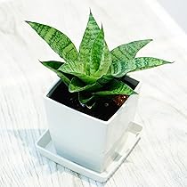 g17 サンスベリア パイフーメイ サンセビリア Sansevieria Pepito (Philippine hybrid)サンセベリア ペピト