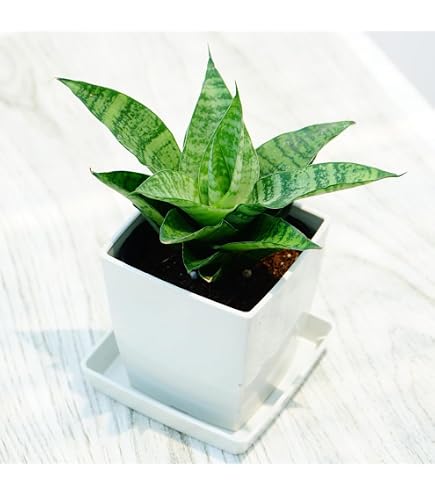 Amazon｜サンスベリア パンテルズ センセーション｜観葉植物
