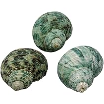 ヤドカリのお宿　{ 貝殻  巻貝 B } ヤドカリのお宿{ 貝殻 巻貝 B }