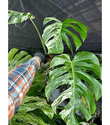 Amazon｜モンステラ47 斑入 ホワイトスノー デリシオーサ 鉢ごと 発根