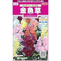 世界に夢をまく「サカタのタネ」 ザナルカンドの夢、ティーダ/Tidus, Zanarkand Fayth (全面