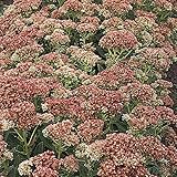 【6号鉢大株】セダム「オータム・ファイア」