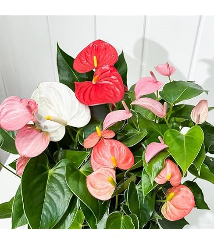 Amazon｜アンスリウム red tiger 種1粒｜観葉植物 オンライン通販