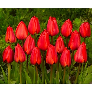 Amazon.co.jp 最新リリース: 球根 の新着ランキングです。