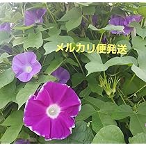 7138vzbyYPL._AC_UL210_SR210,
