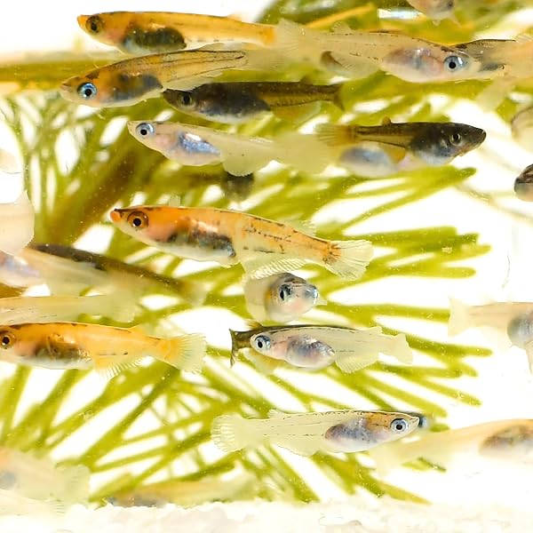 【 餌 おまけ付き 】 メダカ 生体 稚魚 ミックス 10匹 + α 改良 めだか amazon marugen medaka【 必ず6種類入っている プロの育成書付き 安心の死着保証 養魚場直送 】 めだか 専門店 丸玄 - 1