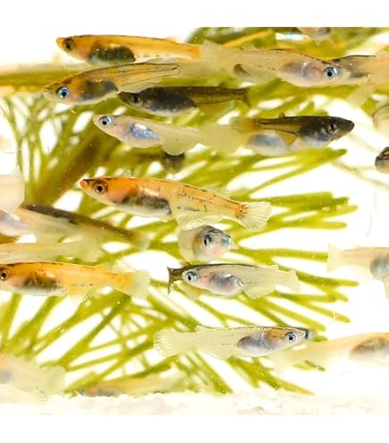 Amazon | 広島めだかの里☆彩り高級メダカ稚魚15匹セット生体 | ノー
