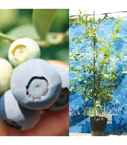 Amazon｜農薬不使用栽培 朝摘み生ブルーベリー 3キロ｜観葉植物