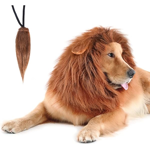 lion mane small dog