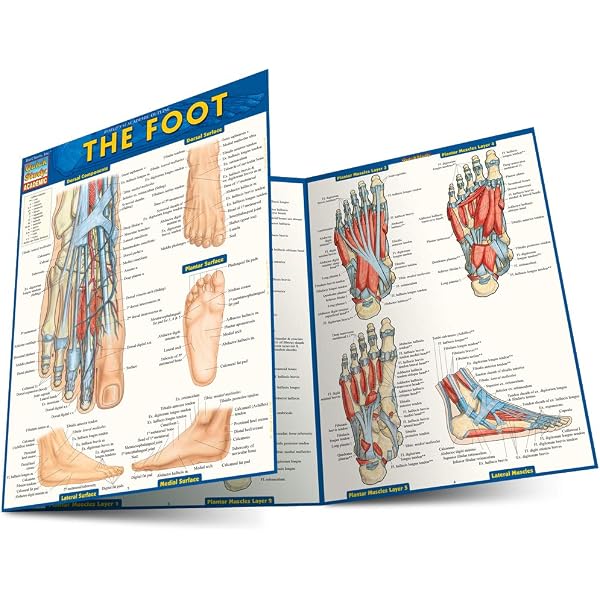 Toes Map Foot Anatomy Chart Documenting Foot And Ankle Large Poster