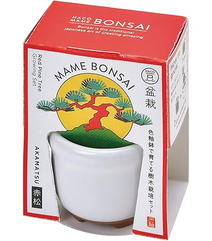 Amazon.co.jp: 聖新陶芸 染付小紋盆栽栽培セット 黒松 GD-45201: DIY
