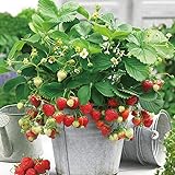 ITANSE すずなりいちご ポット苗 多収穫四季成りいちご (9cm苗3個セット＋肥料)