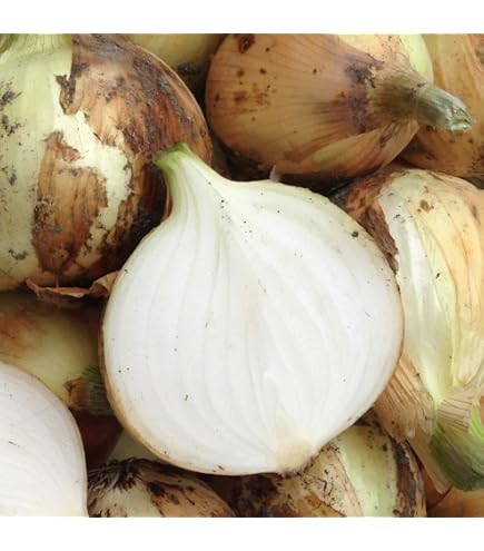 ✽onion農家✽玉ねぎ様 Amazon.co.jp: Large Onion New Onion Produced in Wakayama