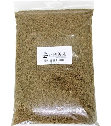 Amazon.co.jp: SEEDSTOCK パキポディウム グラキリス 種子 20粒売り