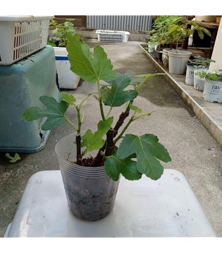Amazon｜サガリバナ 苗木 苗 ガーデニング 園芸用品｜観葉植物
