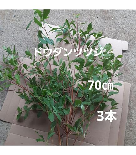 Amazon｜花木屋 若枝松 生花 切花 2L 120cm｜切り花 オンライン通販