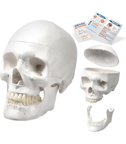 Amazon.co.jp: frugolio casa 頭蓋骨模型 顎関節も再現 各部位配色