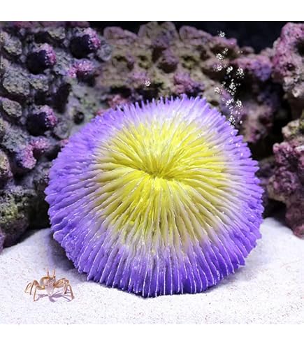 大きいさんご サンゴ礁　珊瑚礁　白珊瑚　オブジェ　飾り珊瑚 希少 特大 白珊瑚 サンゴ 珊瑚塊 白サンゴ オブジェ 水槽