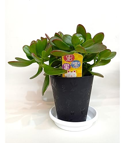 Amazon | 金のなるHappyの木【金のなる木 7号鉢 1個】jade plant 花月