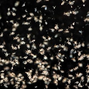 タマミジンコ 400匹 生クロレラ入り グリーンウォーターに入れて発送 活餌 稚魚育成 保冷剤 保冷シート