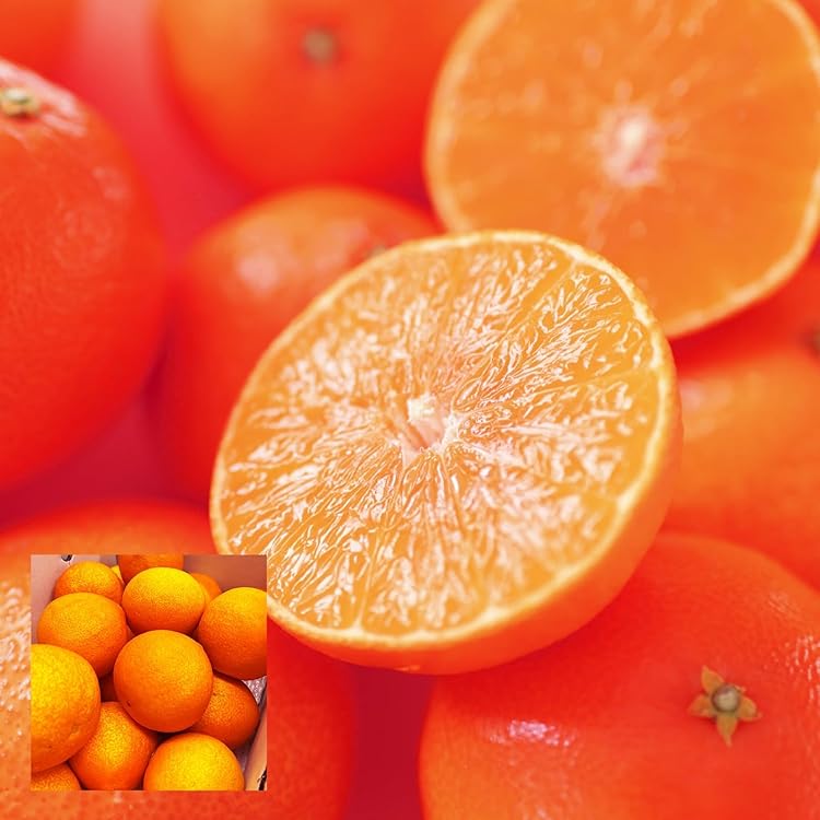 Amazon.co.jp: 紅まどんな 紅マドンナ ギフト お歳暮 みかん 愛媛県産