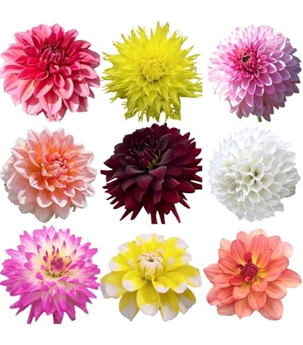 Amazon.co.jp: カフェオレディナープレート ダリア球根、植物、根、花